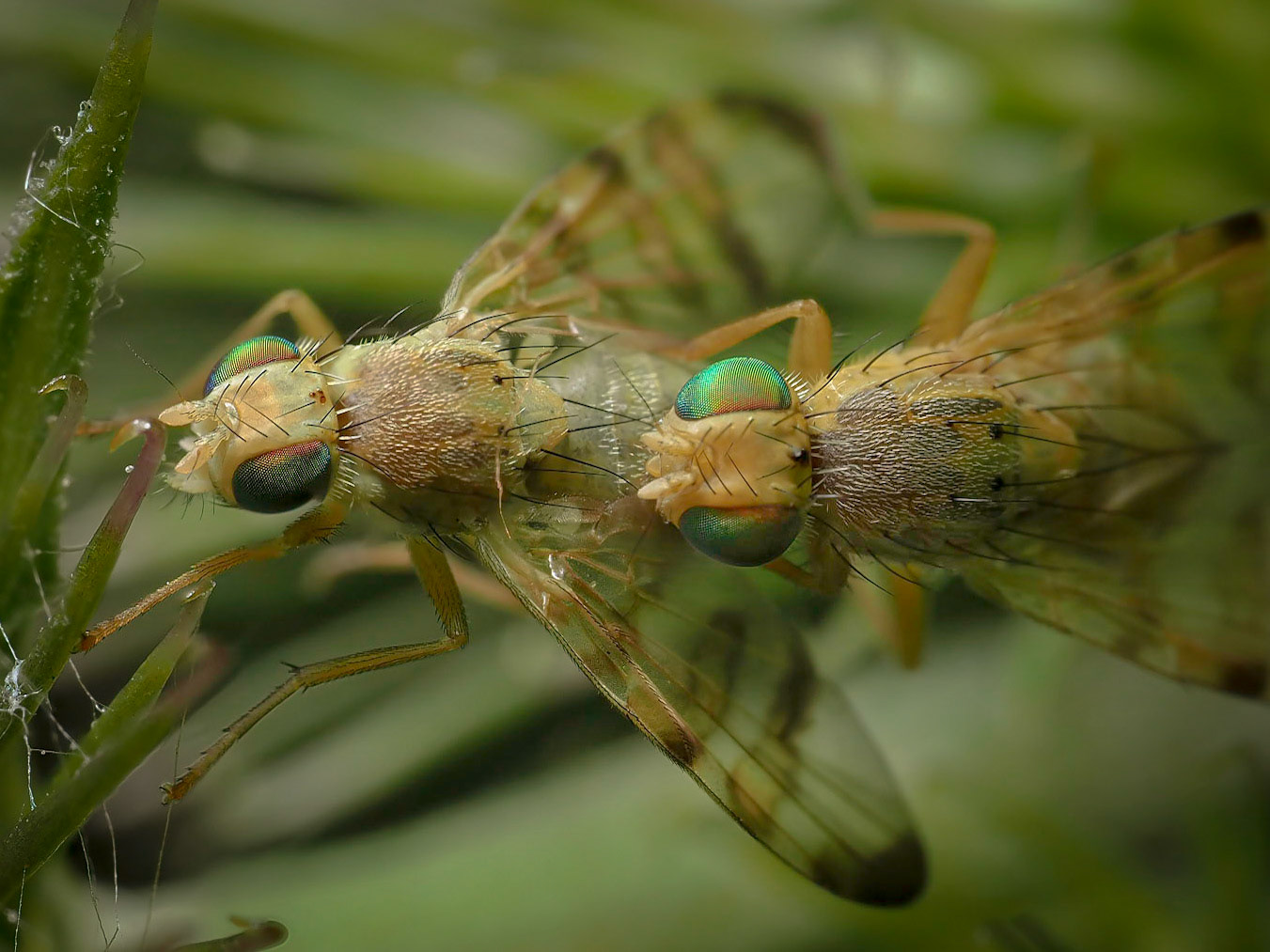 Terellia tussilaginis