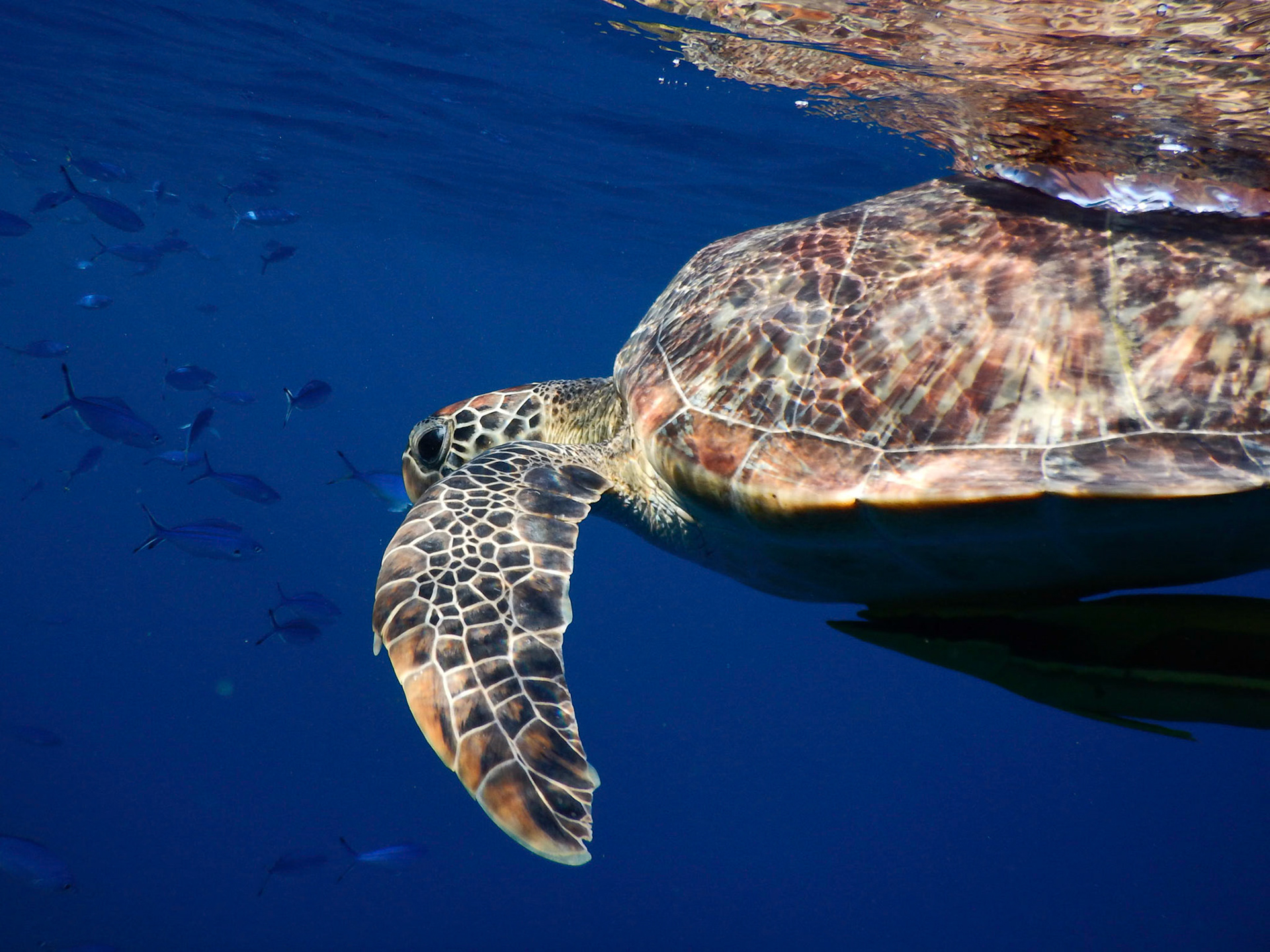 Eretmochelys imbricata