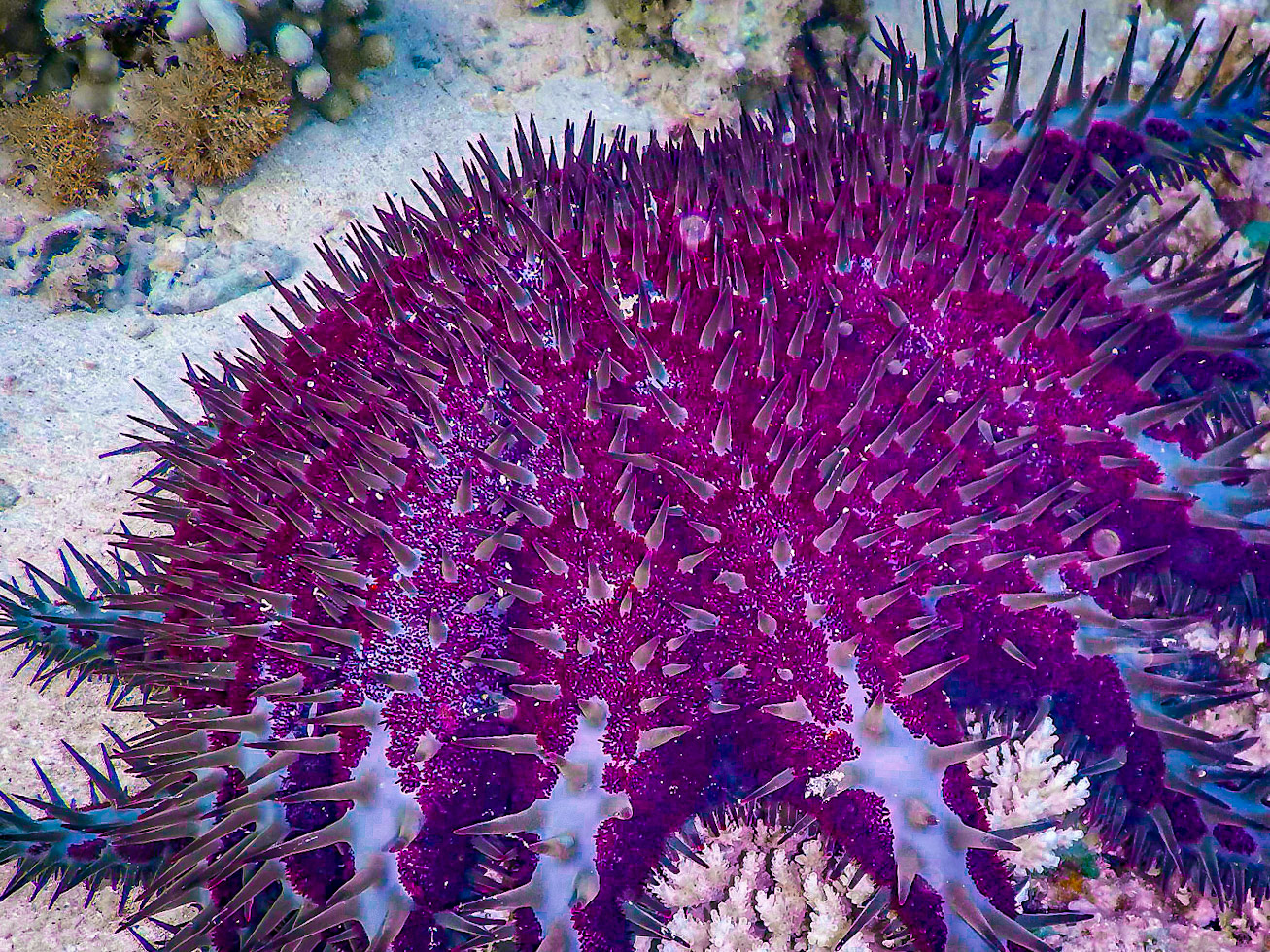 Acanthaster planci