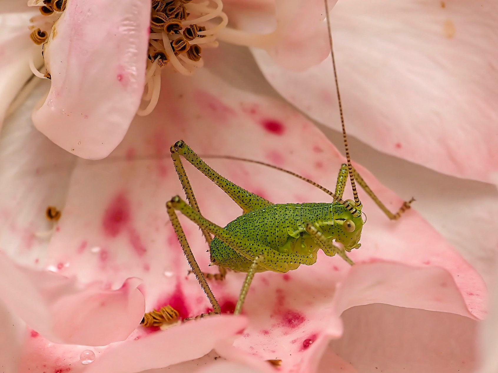 Leptophyes punctatissima