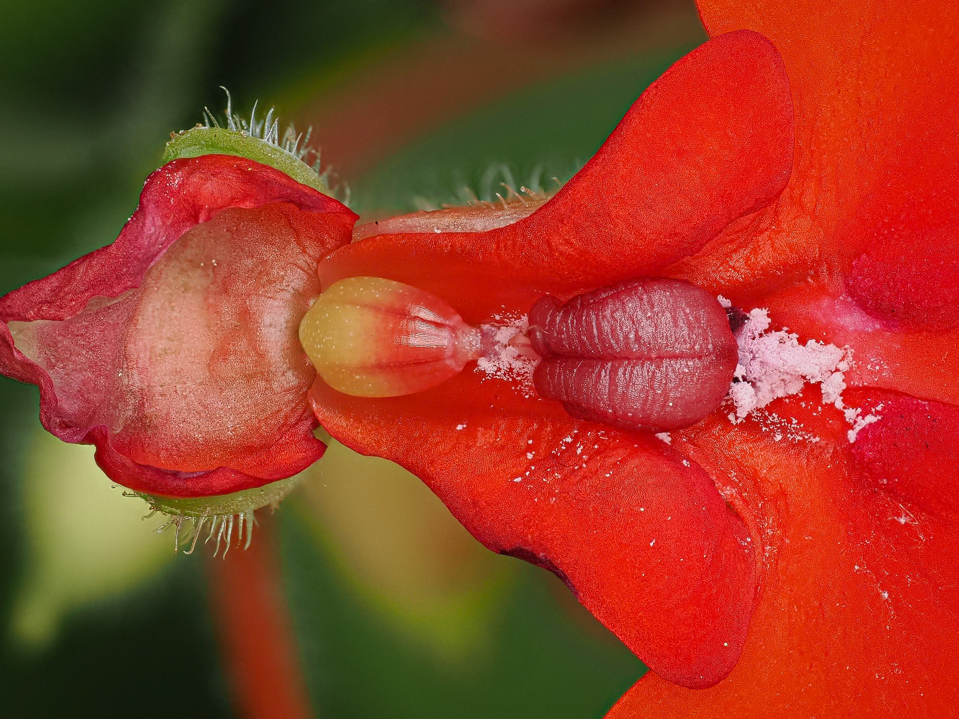 Impatiens sp.