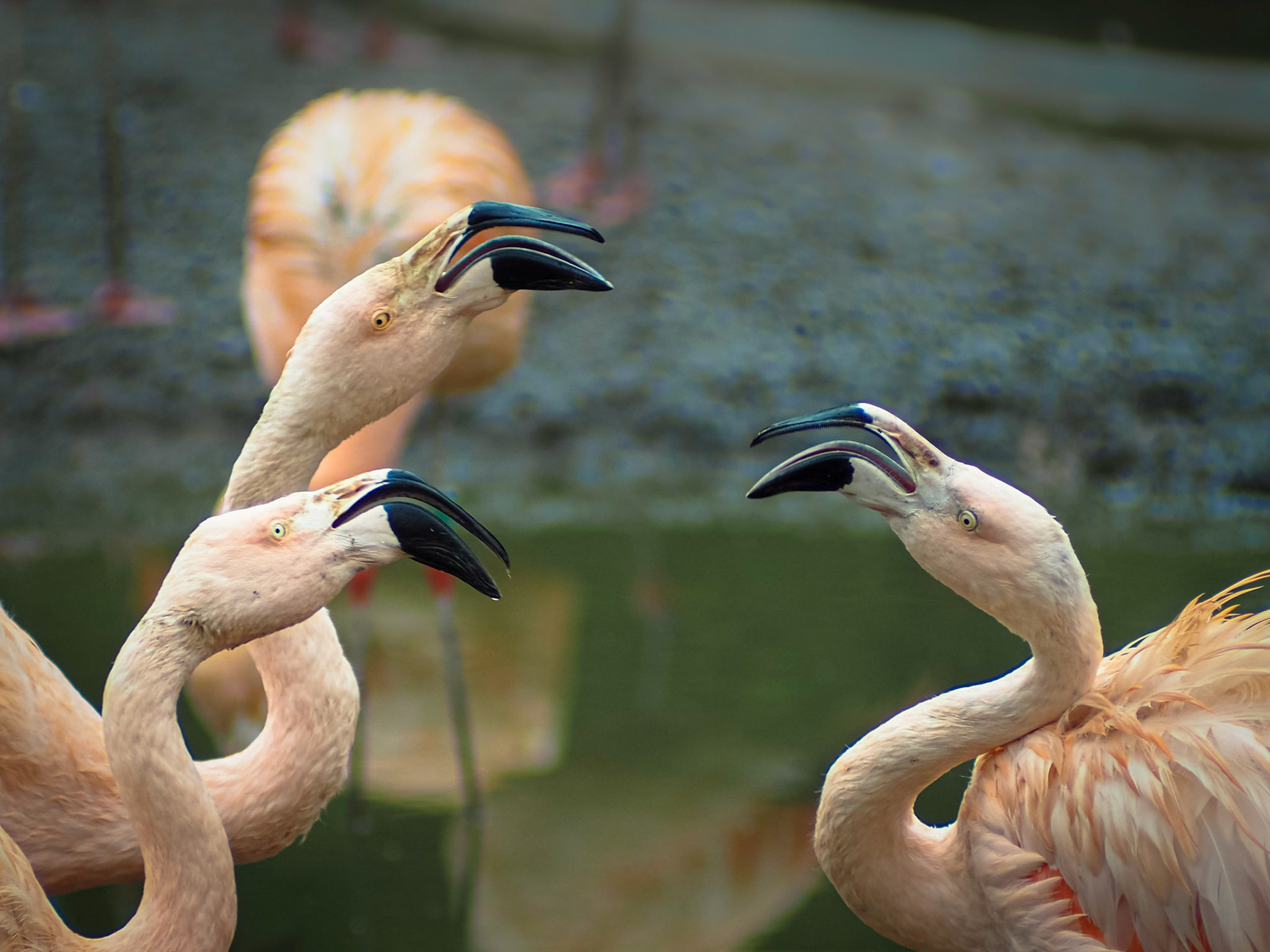 Phoenicopterus chilensis