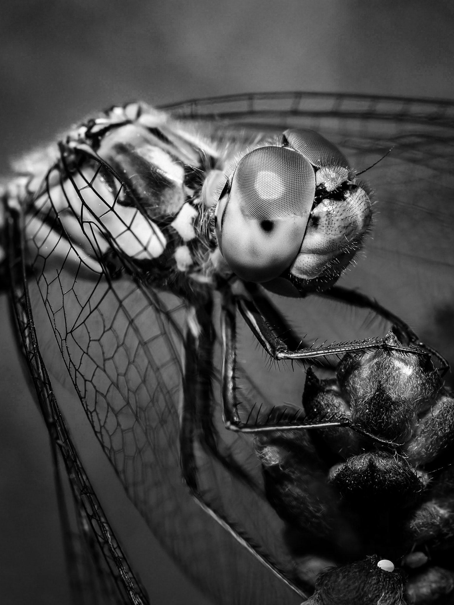 Sympetrum striolatum
