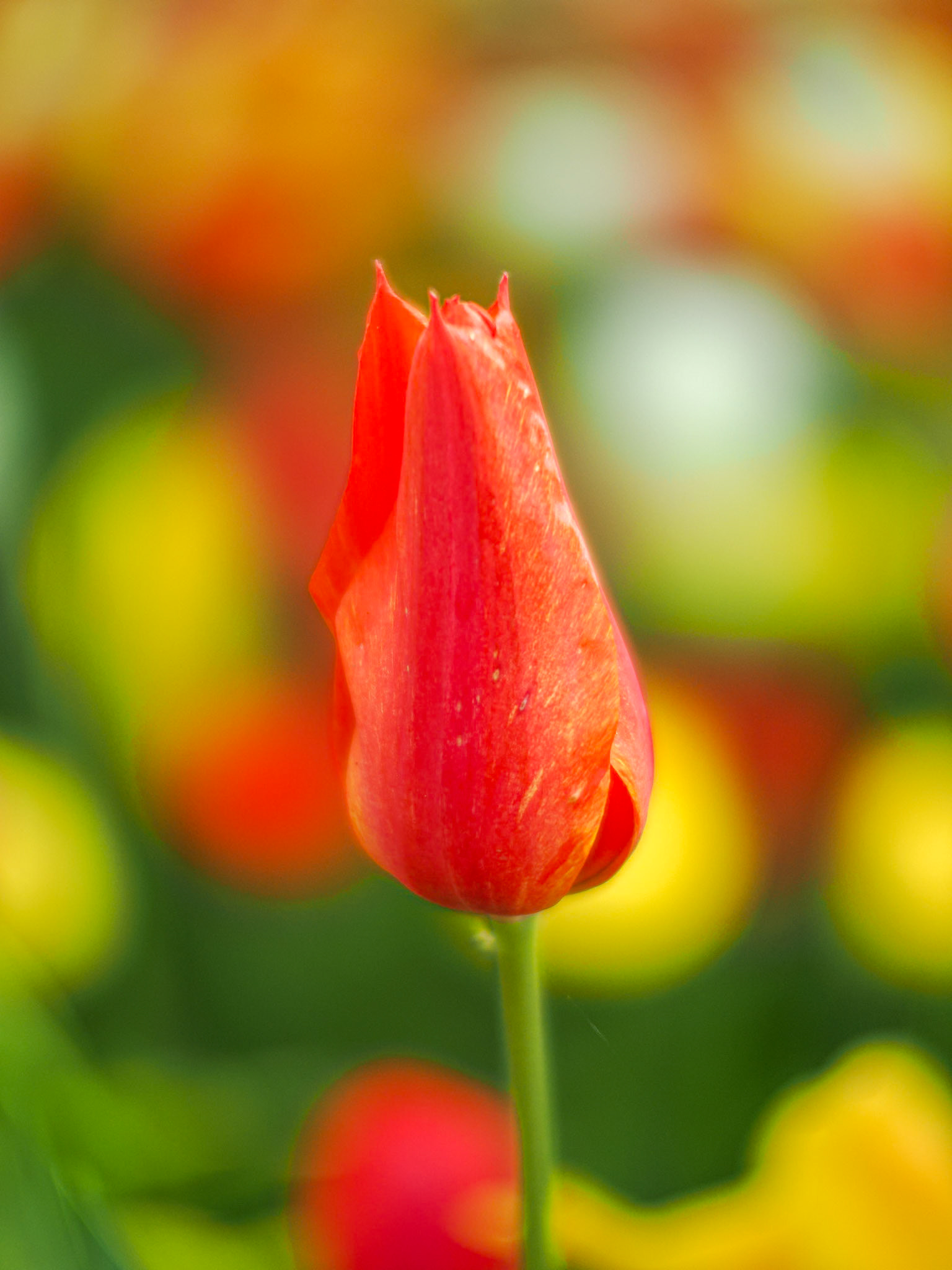 Minolta Rokkor 58/1.2