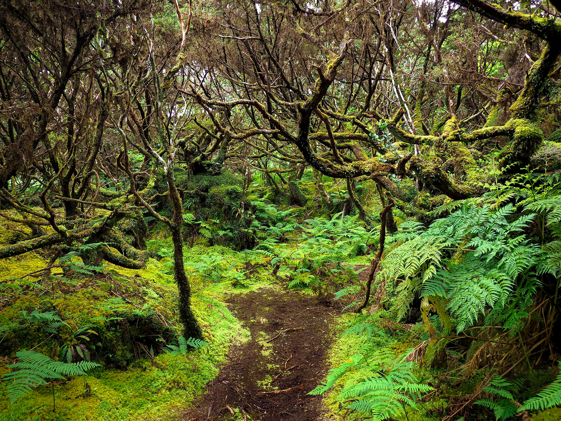 Terceira Azores 2019