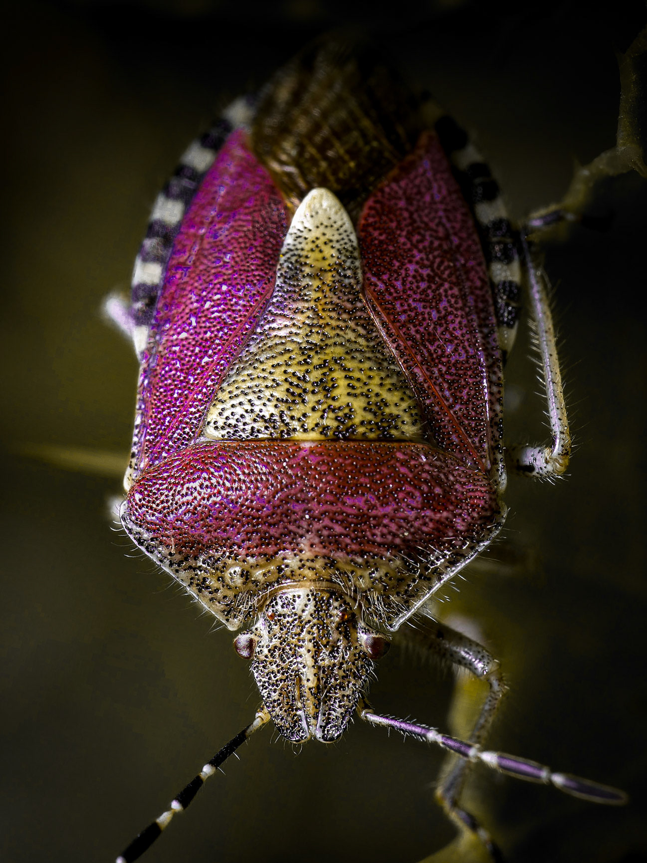 Dolycoris baccarum