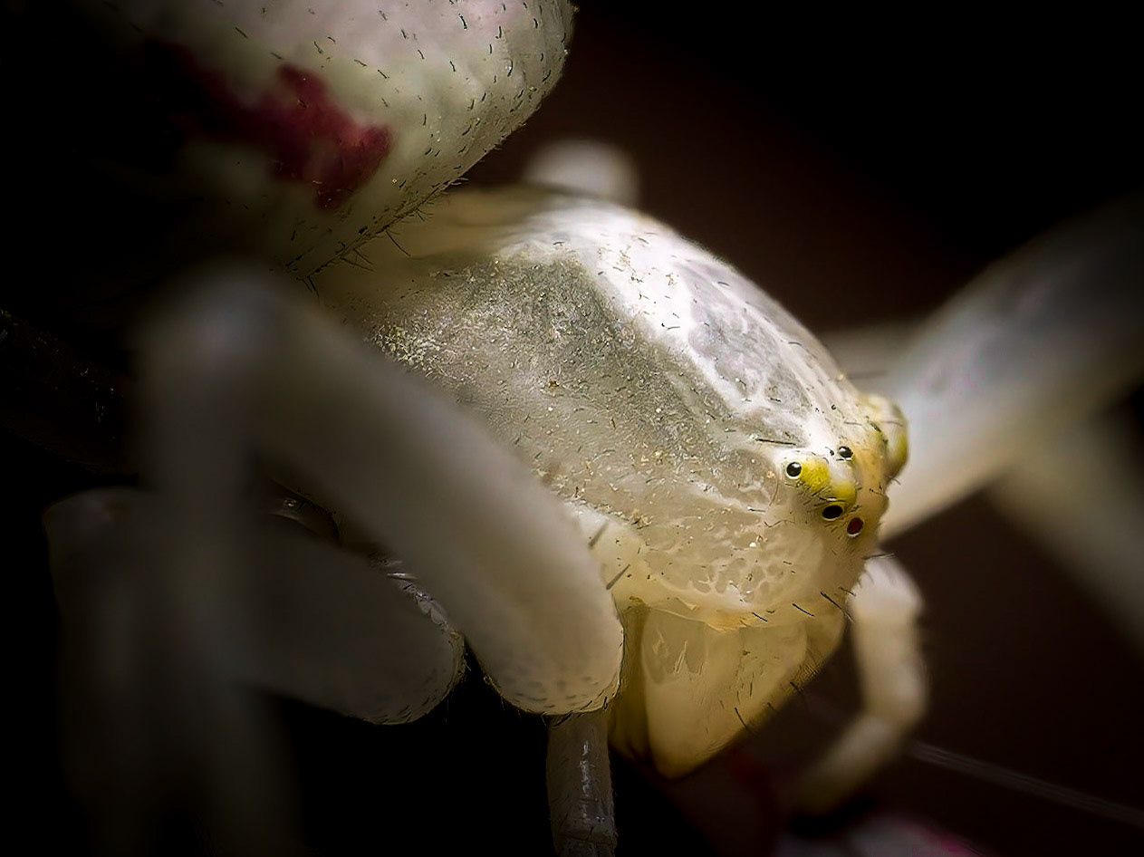 Misumena vatia