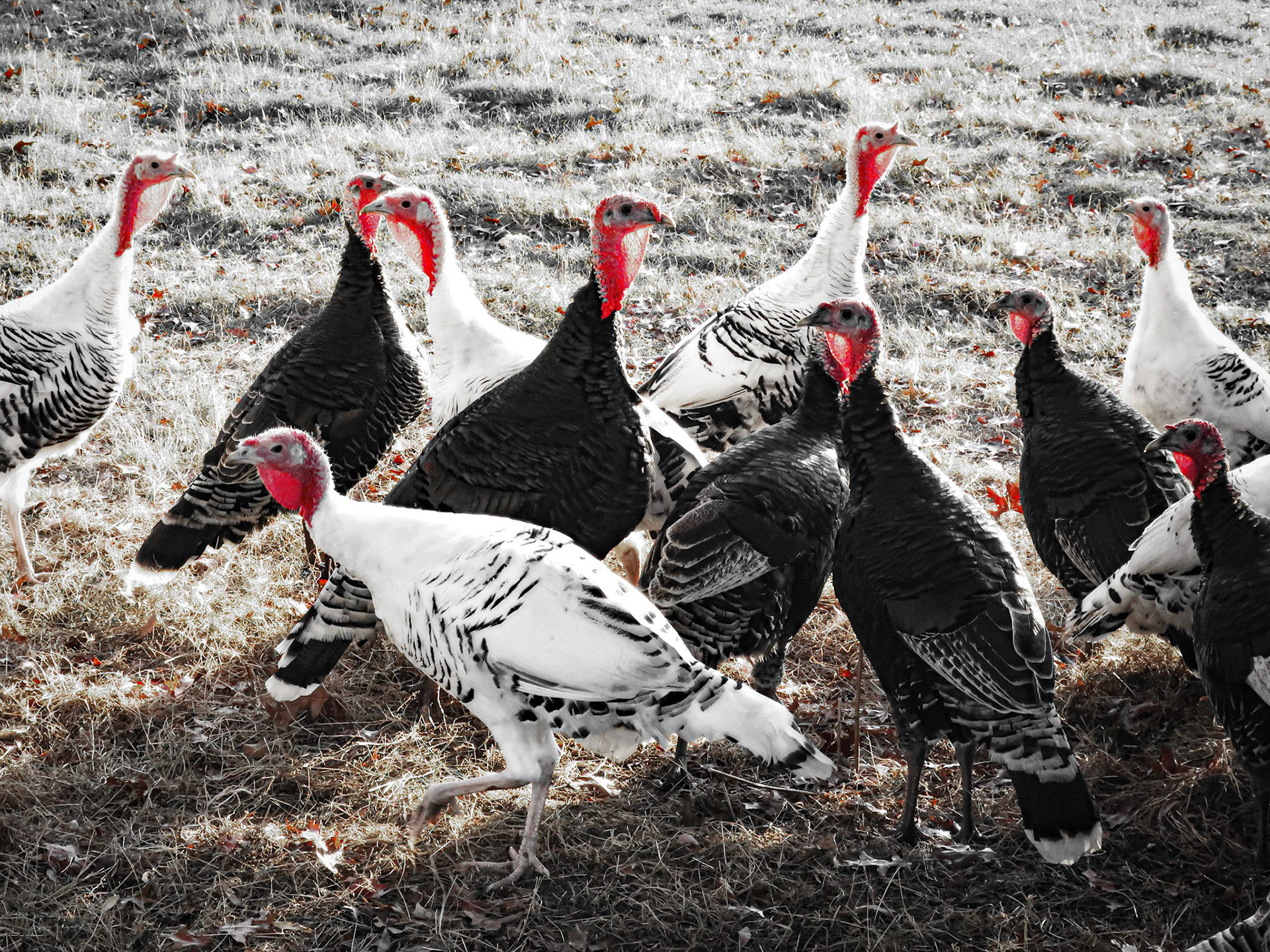 Meleagris gallopavo