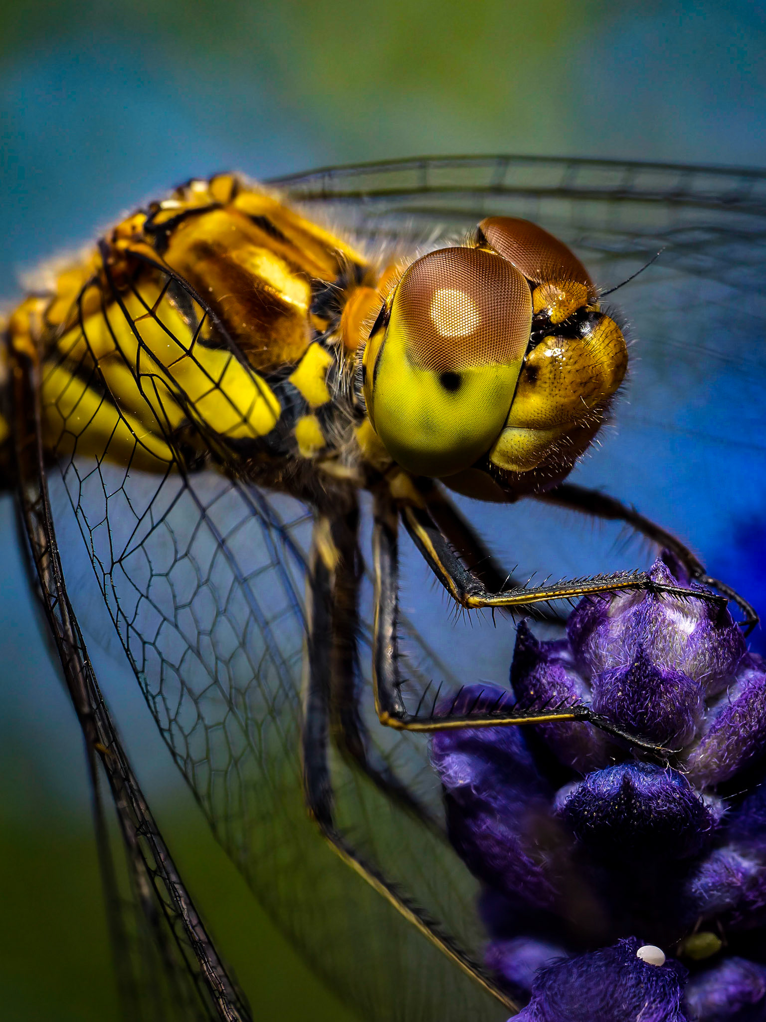 Sympetrum striolatum