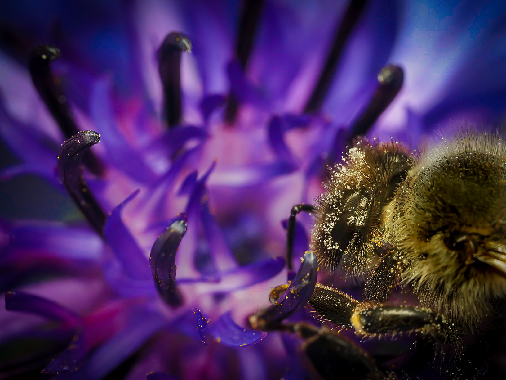 Apis mellifera