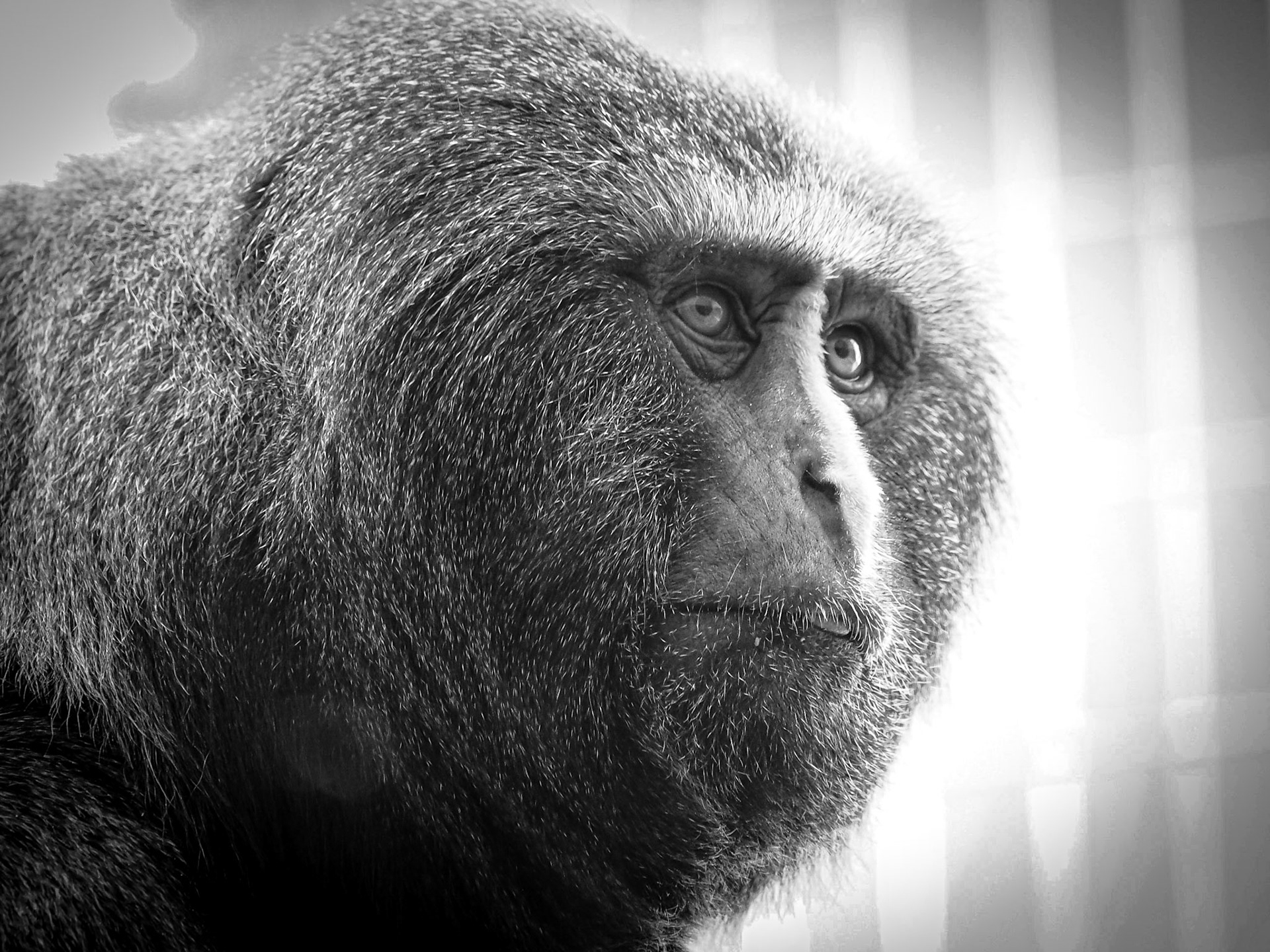 Cercopithecus hamlyni