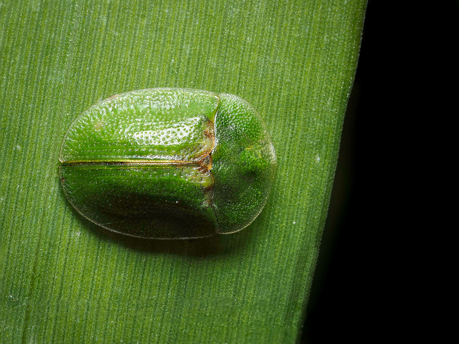 Cassida rubiginosa