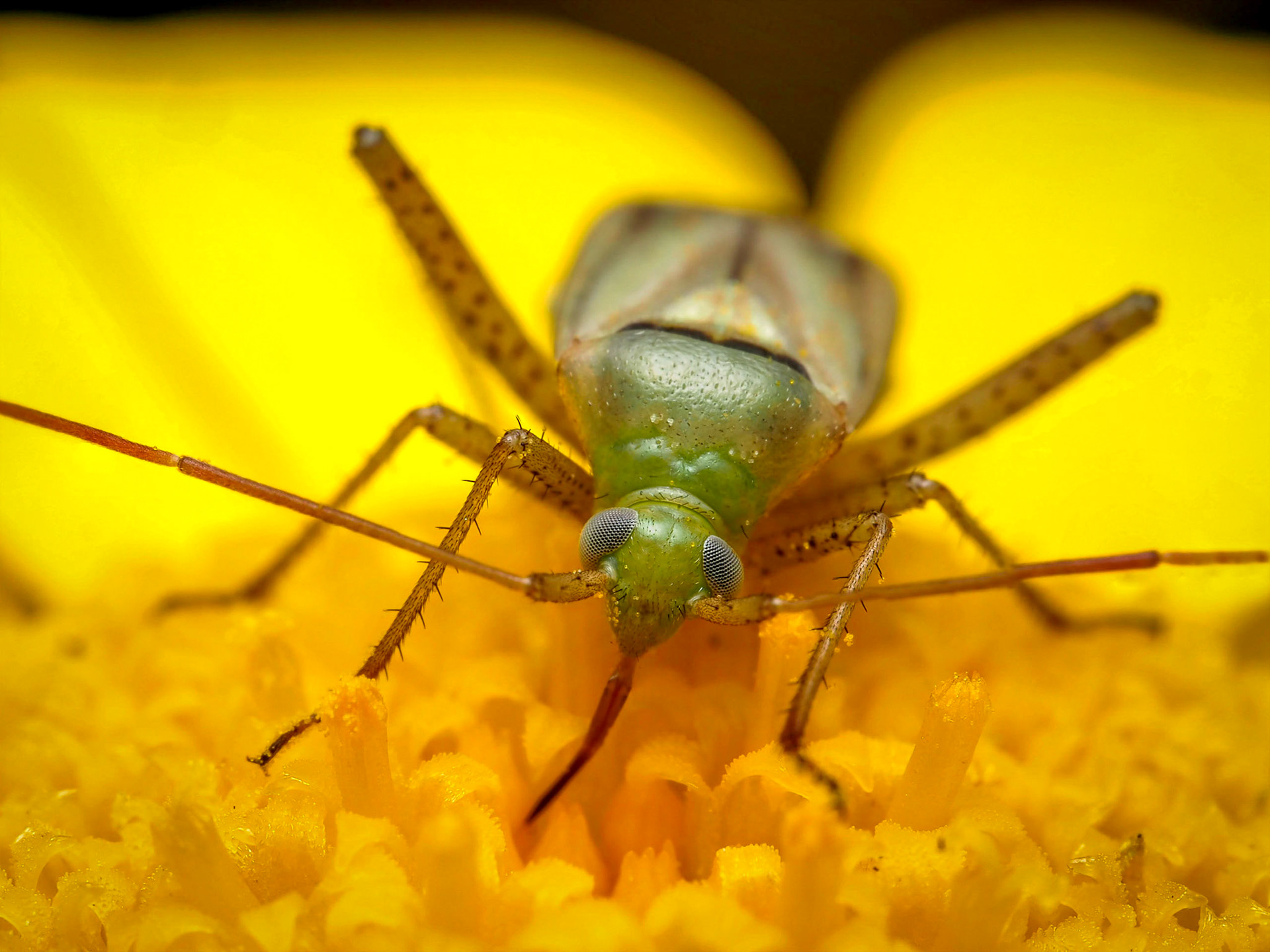 Adelphocoris lineolatus