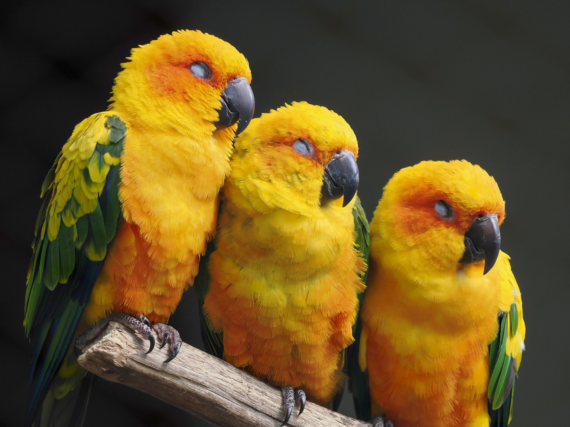 Aratinga solstitialis