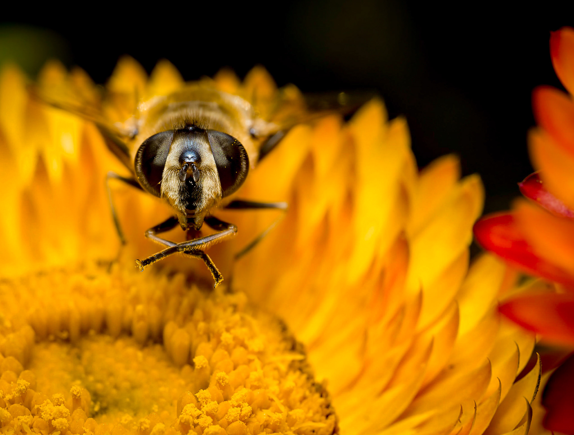 Eristalis tenax
