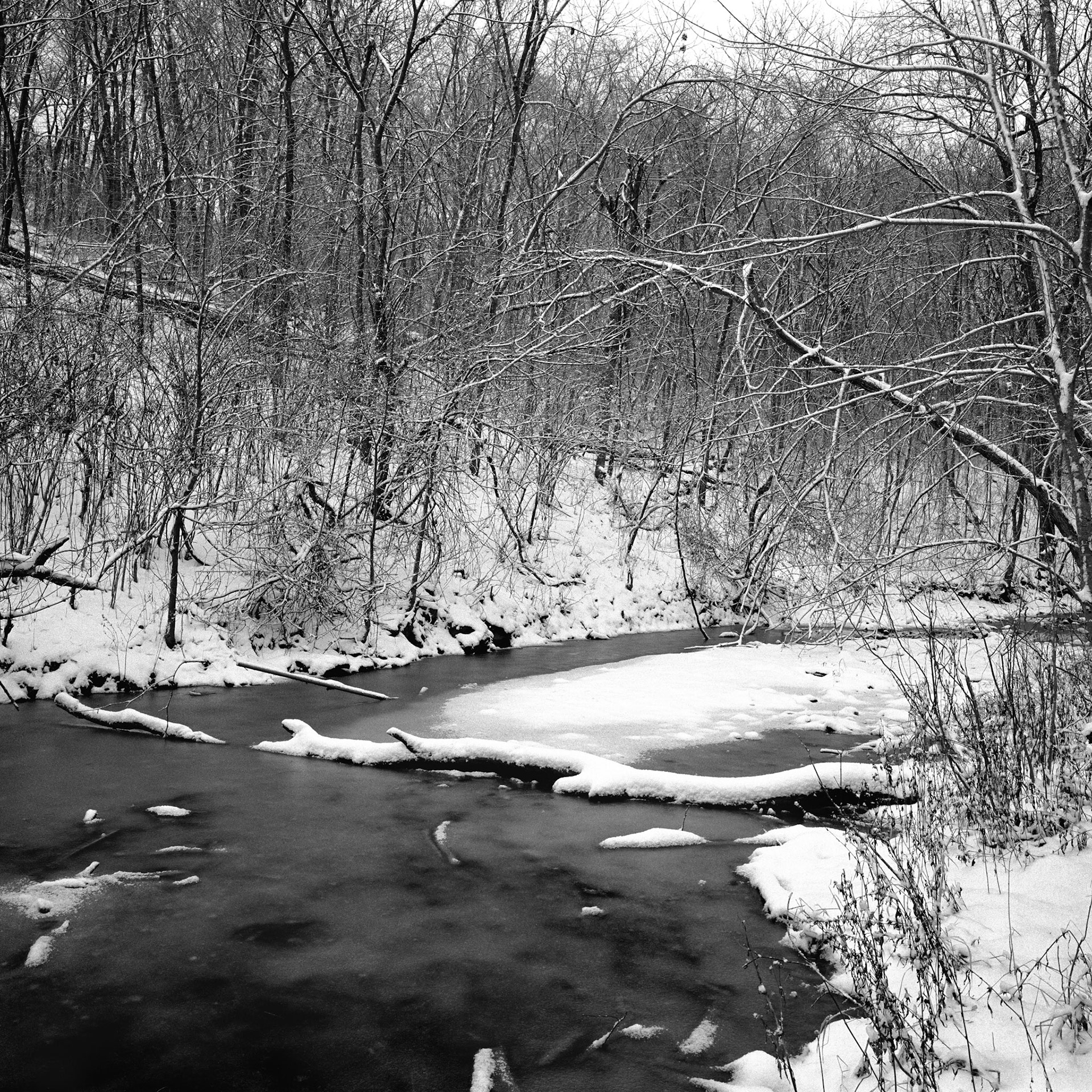 Springfiled Nature Center, #8 : Missouri, January 2002