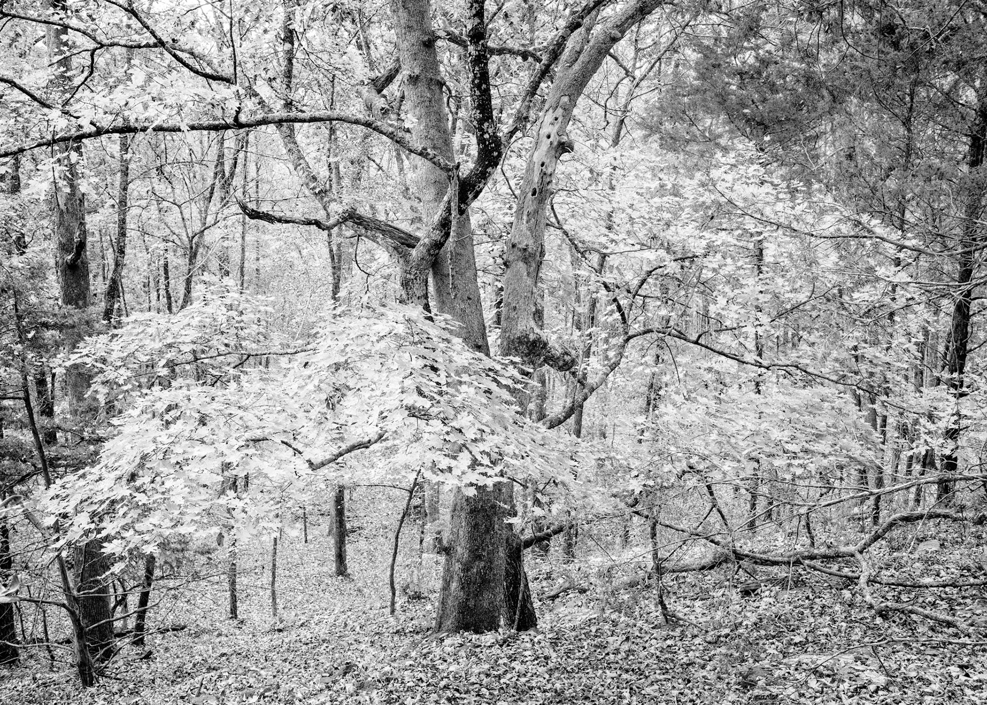 Devil's Den #21 : Arkansas, October 2014