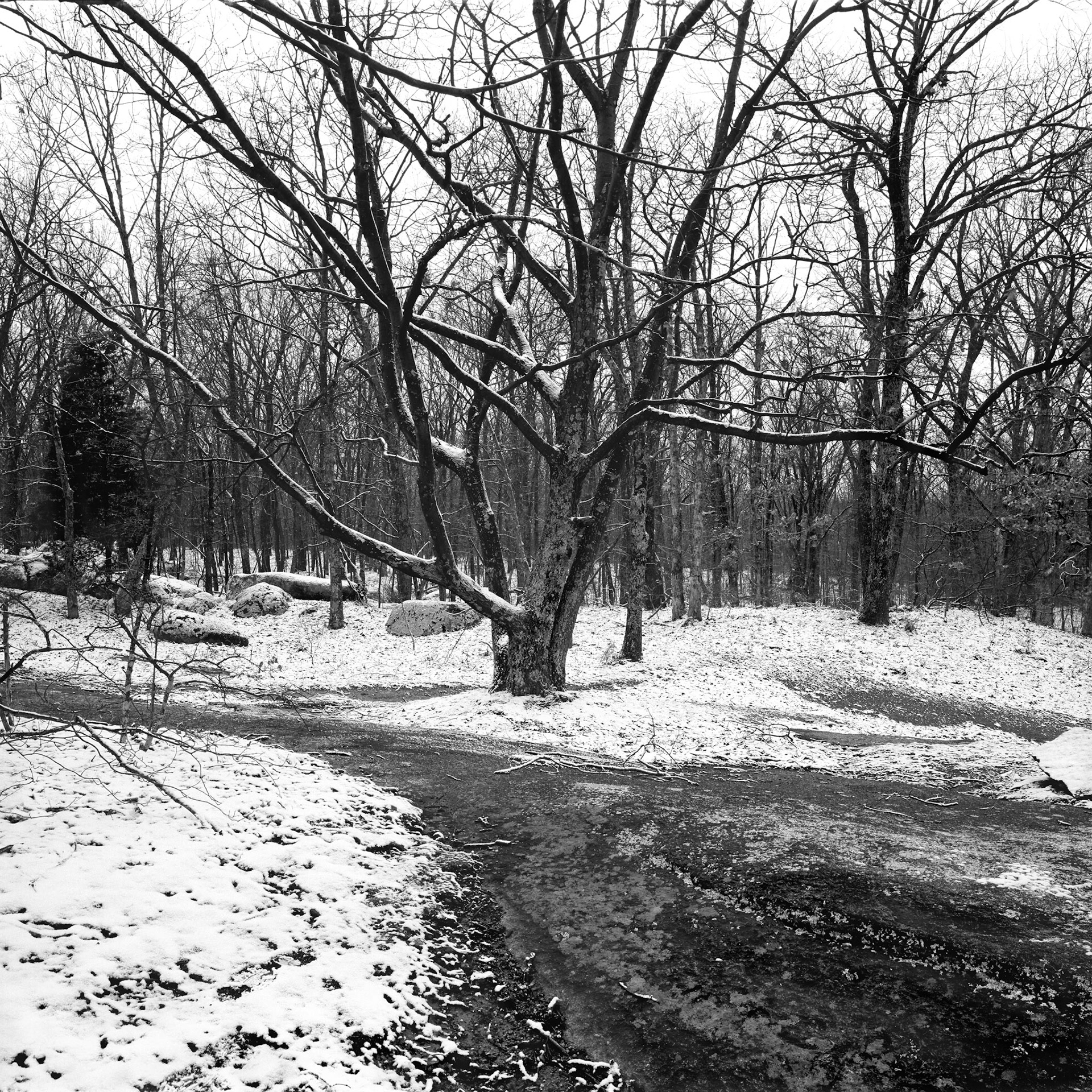 Elephant Rocks #47 : Missouri, February 2003