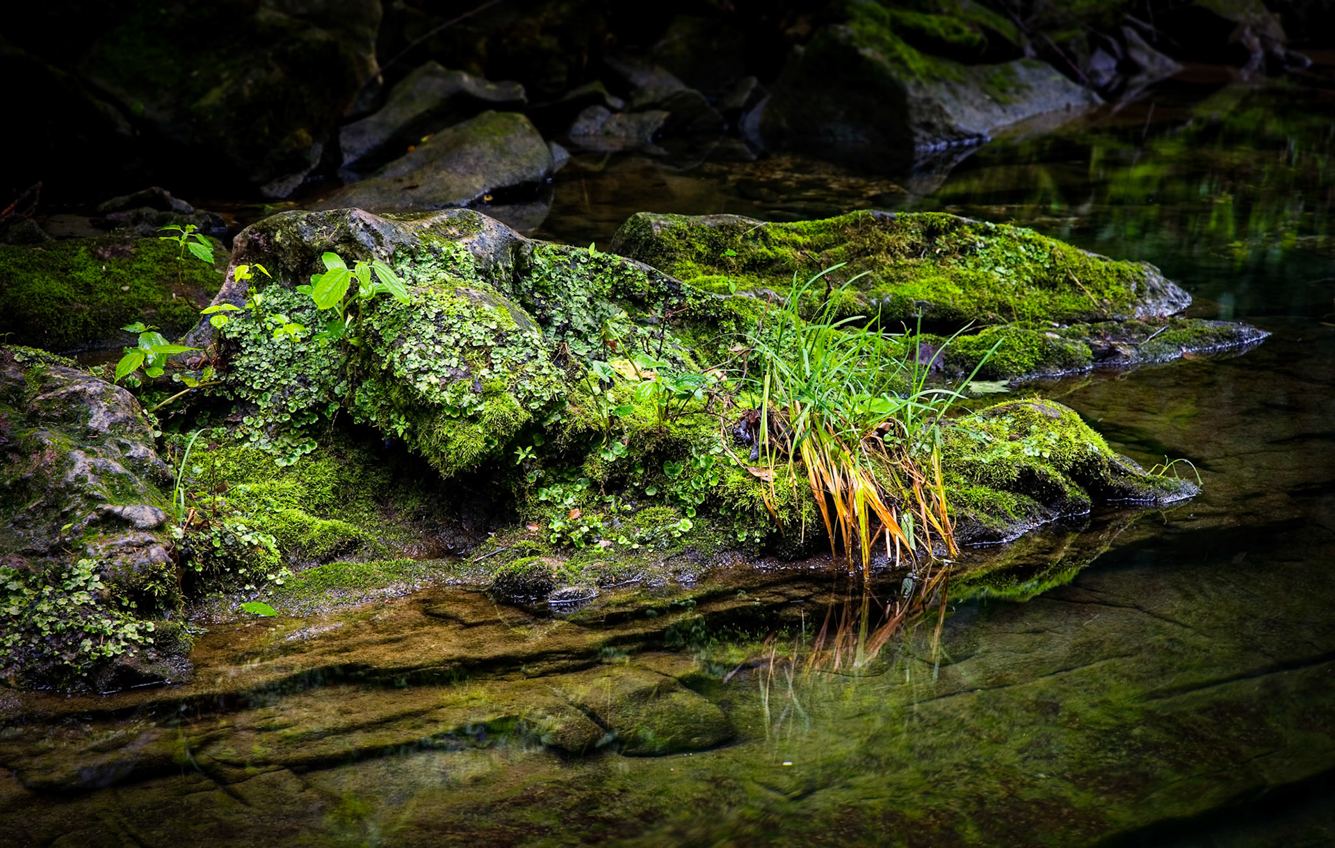 Busiek State Forrest #1 : Missouri, June 2006