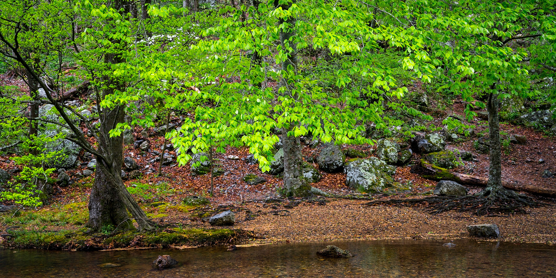 Ouachita National Forest #6 : Arkansas, April 2019