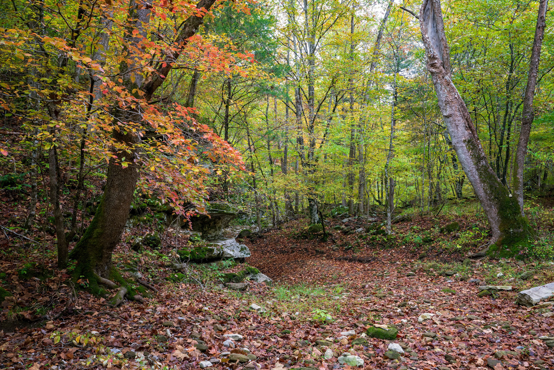 Smith Creek Preserve #11 : Arkansas, October 2018