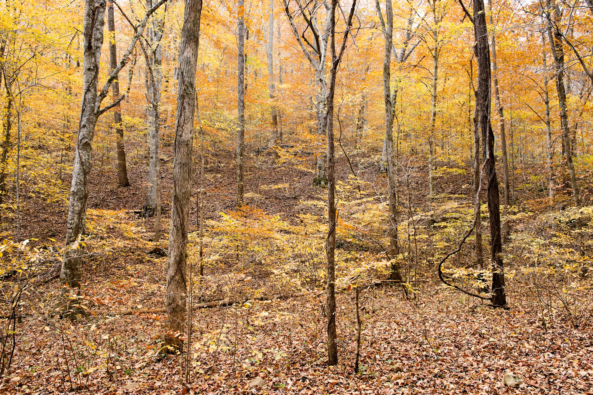 Lost Valley #28 : Arkansas, November 2017