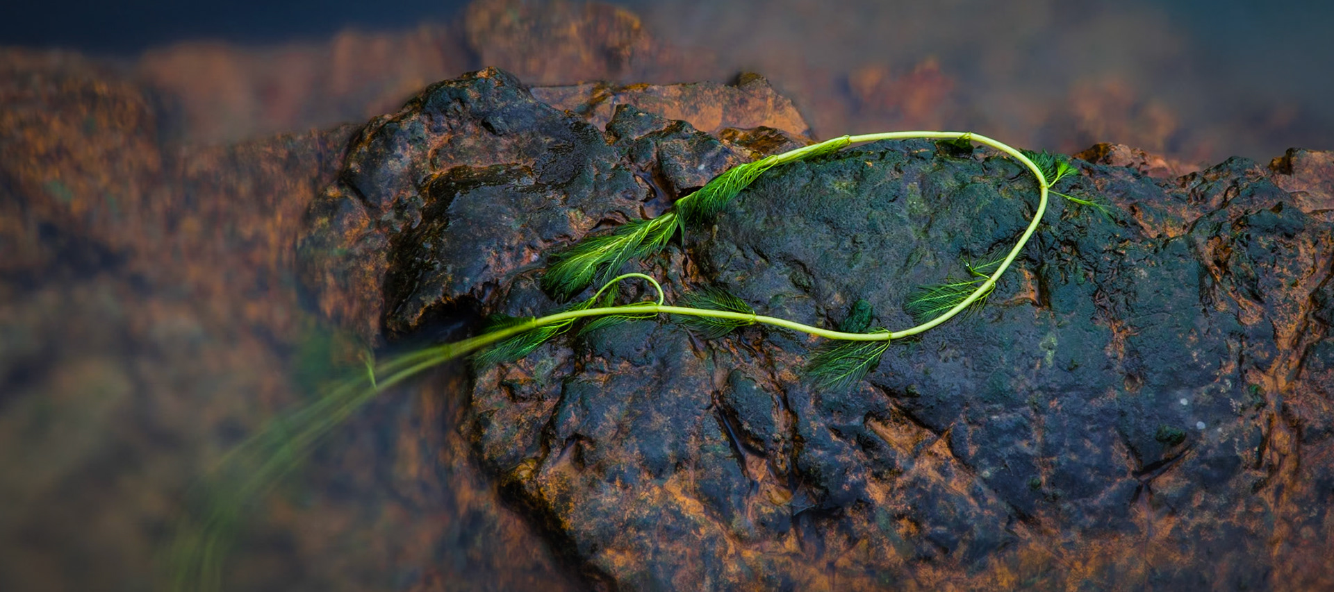 Shoal Creek #1 : Missouri, October 2013