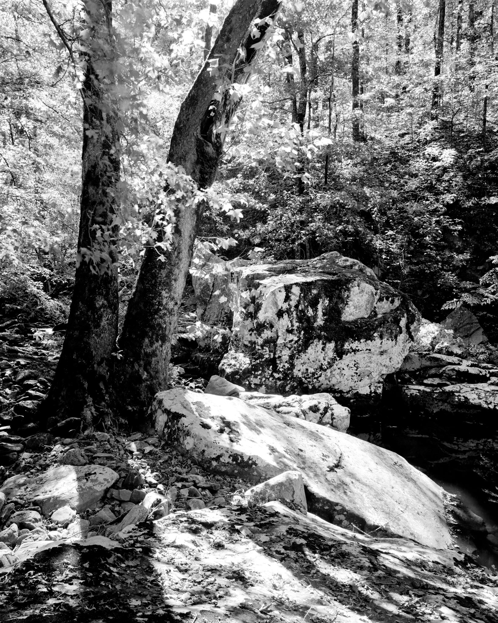 Petit Jean #12 : Arkansas, October 2001