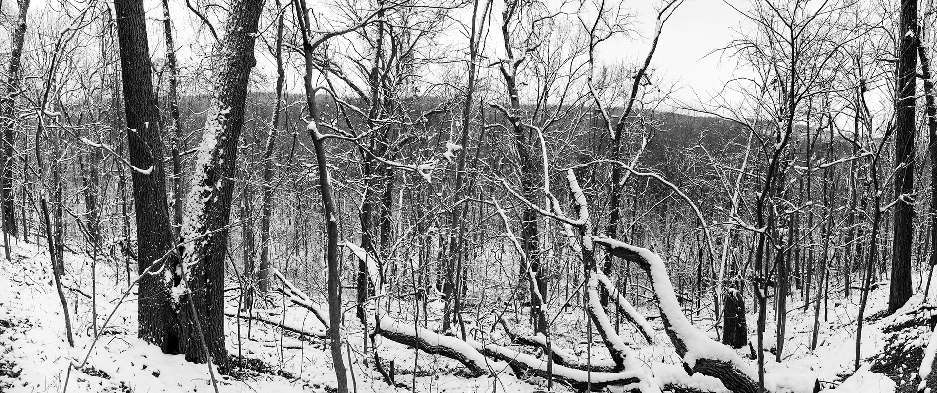 Springfield Nature Center #12 : Missouri, February 2009