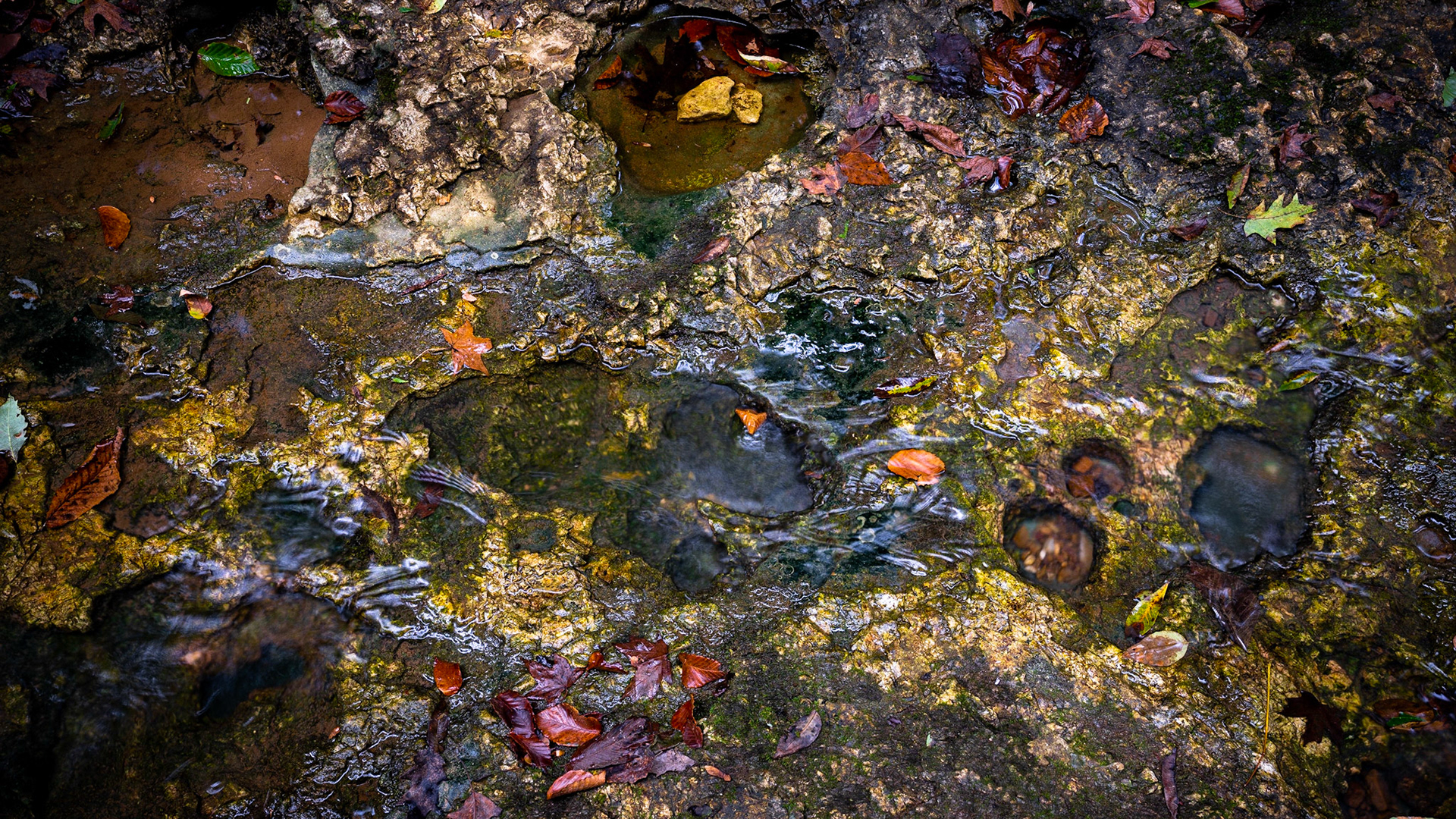 Lost Valley #21 : Arkansas, September 2019