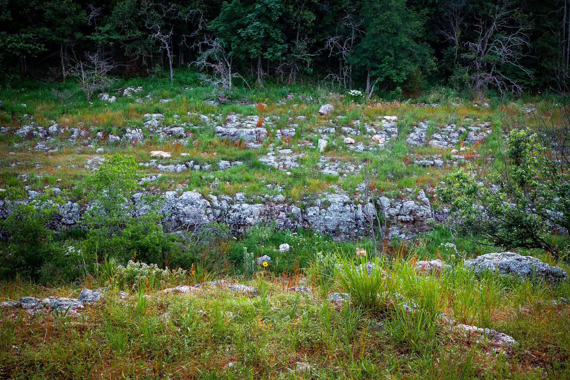 Wildcat Glades #1 : Missouri, June 2013
