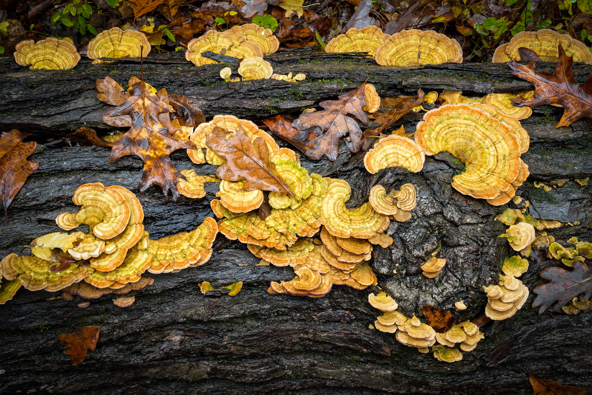 Richland Creek Wilderness #24 : Arkansas, November 2018