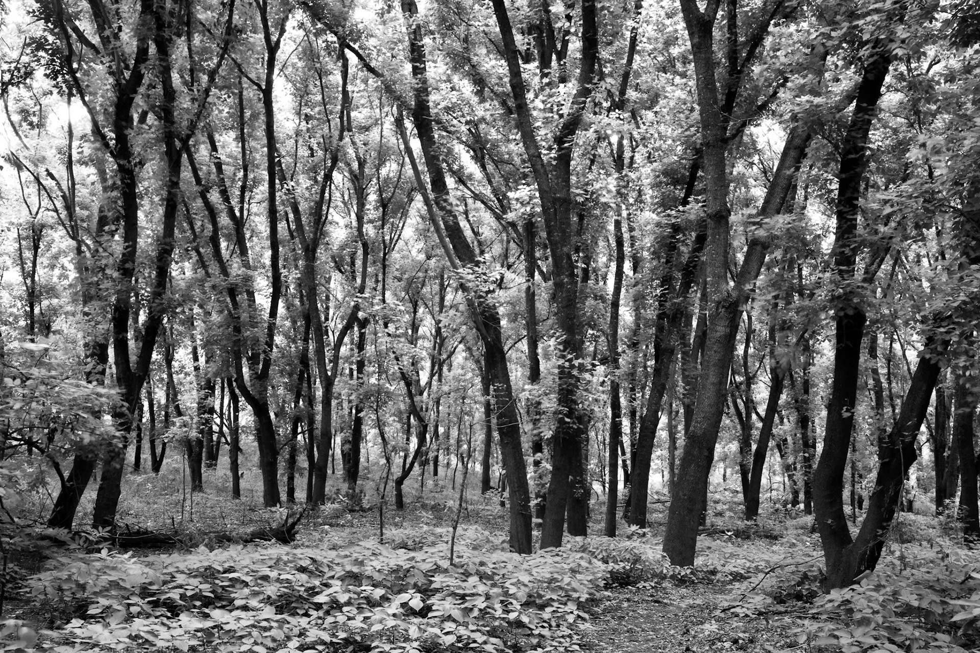 Buffalo National River Area #14 : Arkansas, June 2008