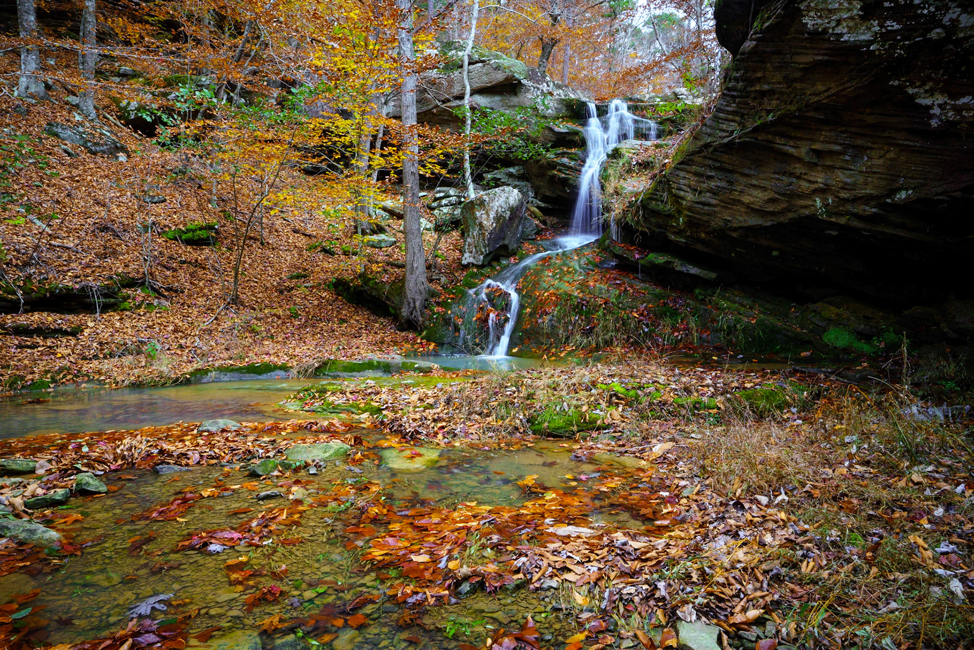 Ozark National Forest #12 : Arkansas, November 2018