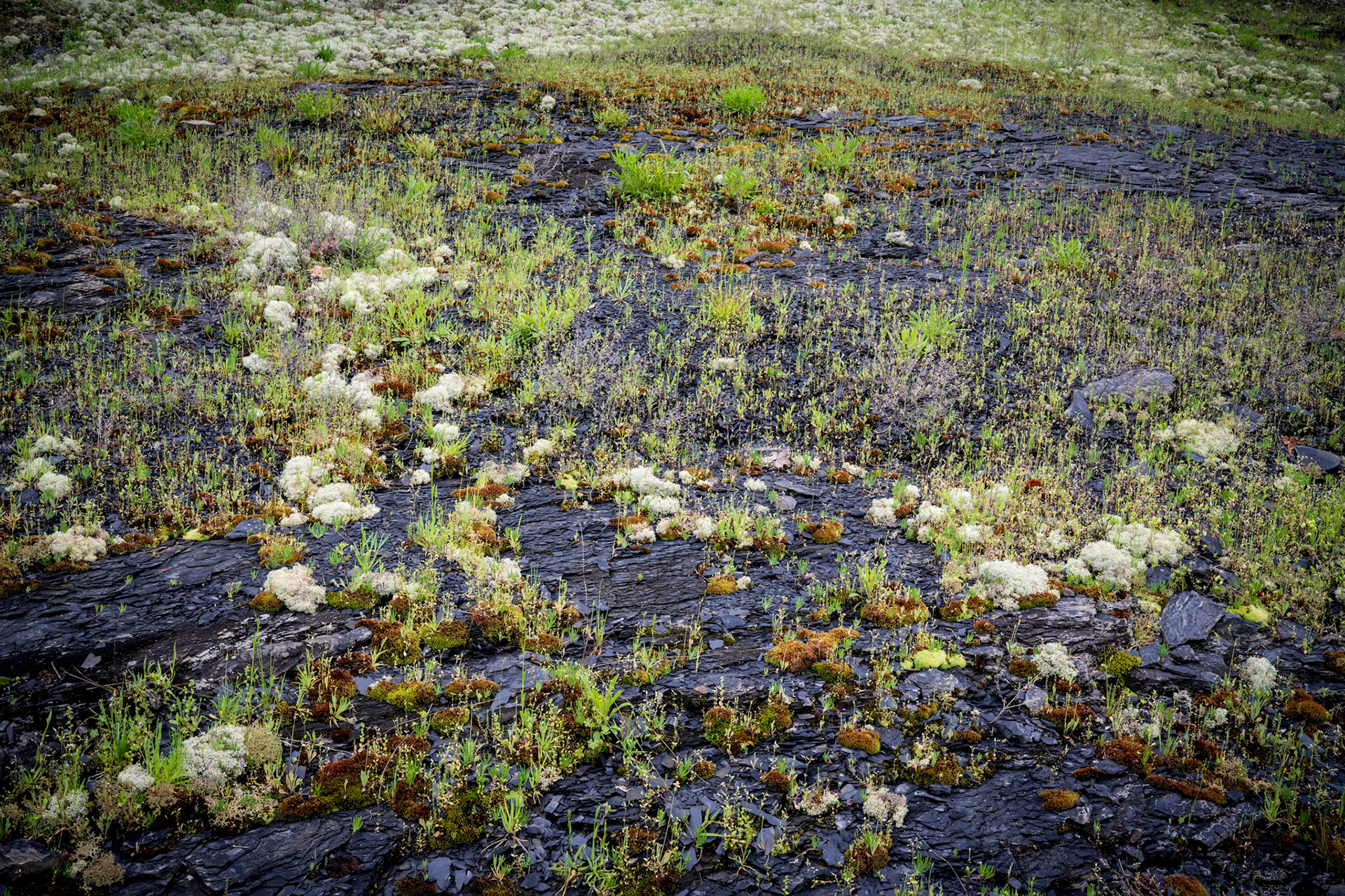 Ouachita National Forest #4 : Arkansas, April 2019