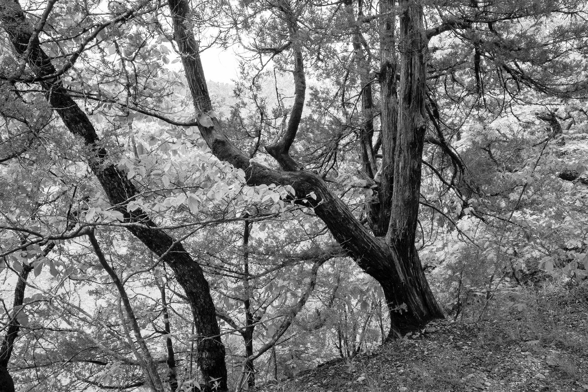 Bennet Springs #6 : Missouri, May 2009