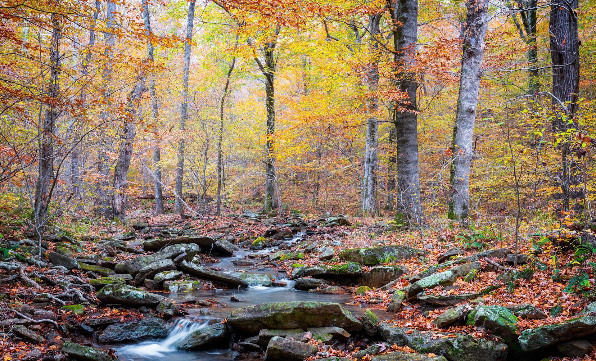 Buffalo National River Area #18 : Arkansas, November 2019