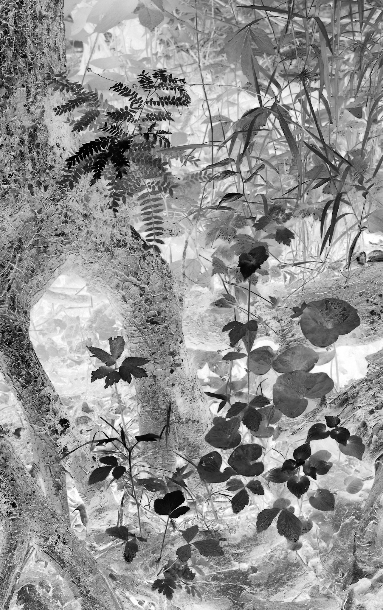 Busiek State Forrest #11 : Missouri, June 2006