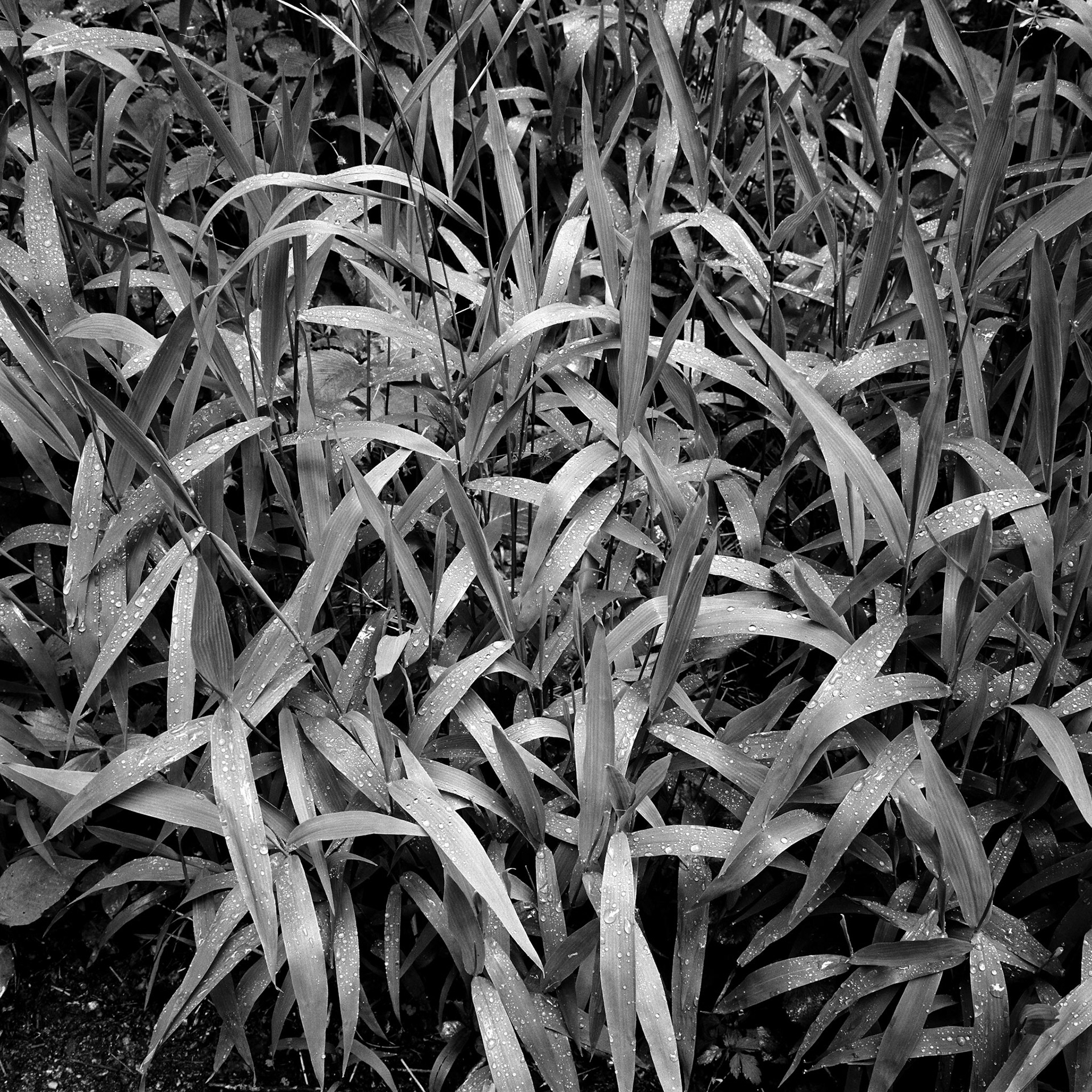 Johnson's Shut-Ins #8 : Missouri, May 1997