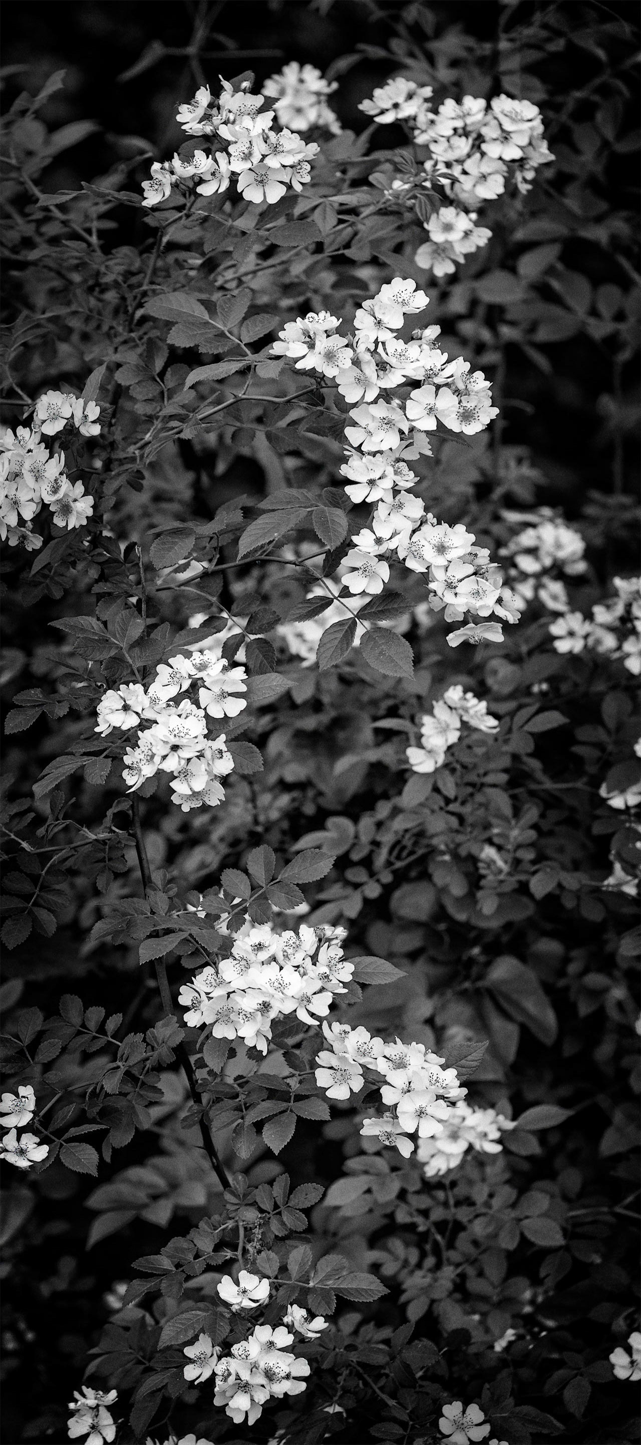 Wildcat Glades #3 : Missouri, May 2019