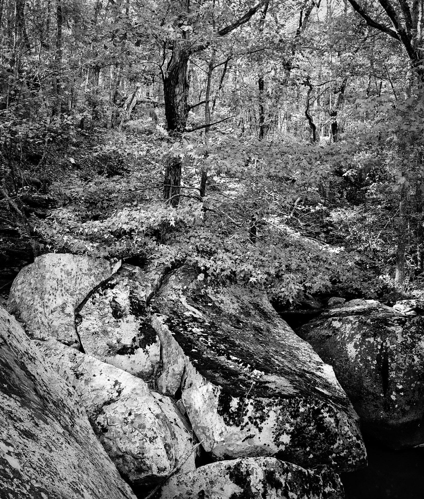 Petit Jean #5 : Arkansas, June 2001