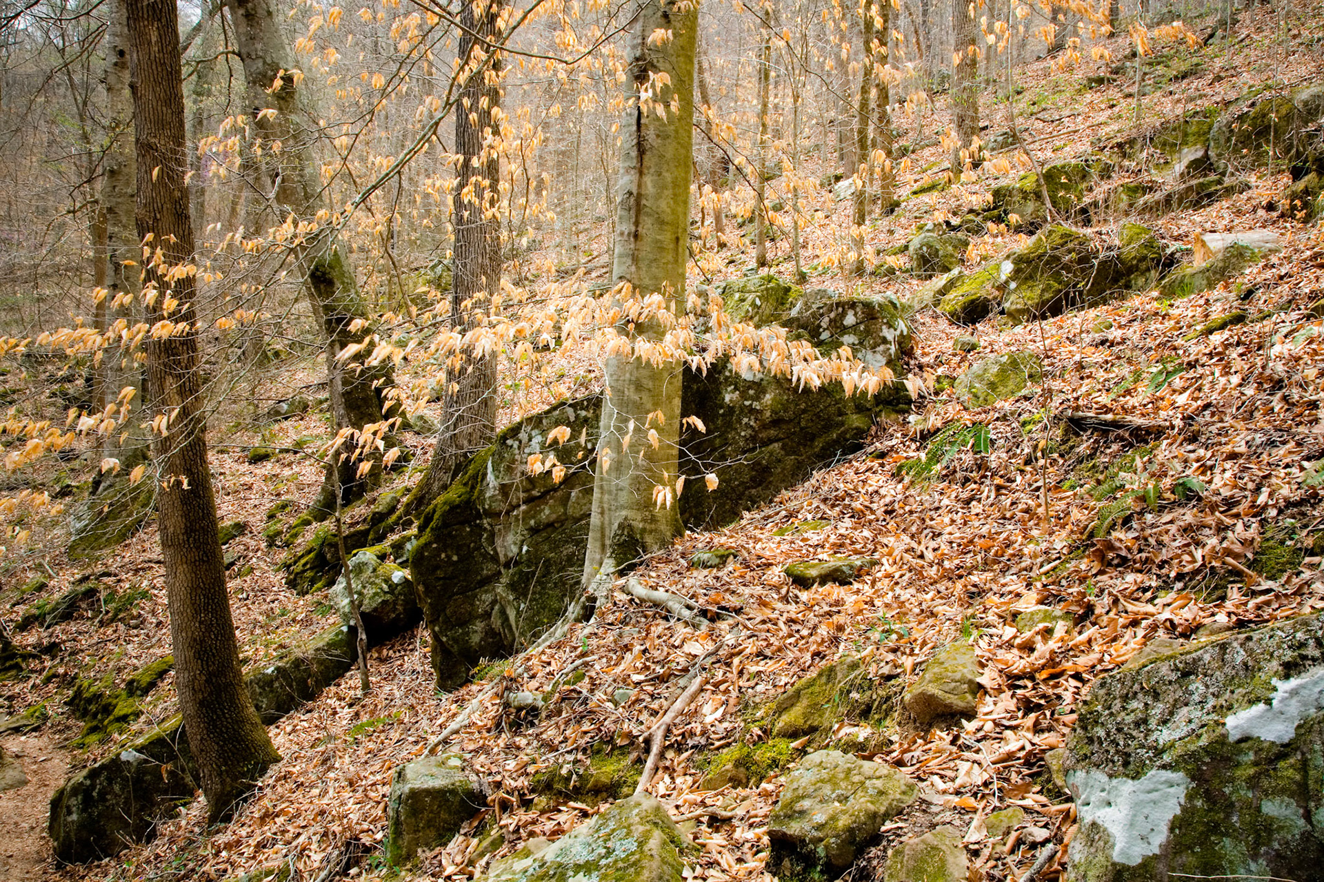 Lost Valley #5 : Arkansas, April 2006