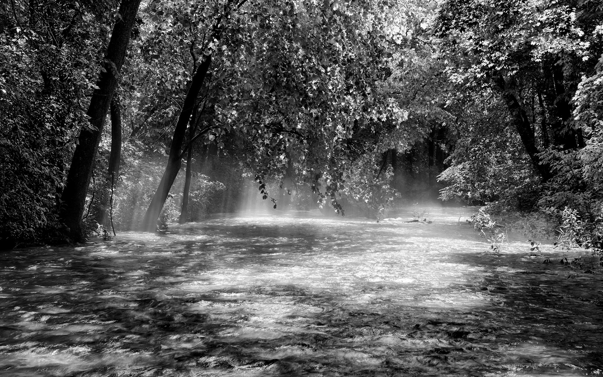 Madison County Wildlife MA #2 : Arkansas, May 2015