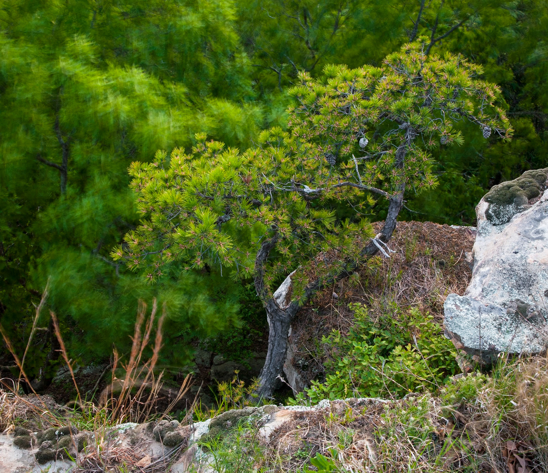 Petit Jean #35 : Arkansas, April 2009