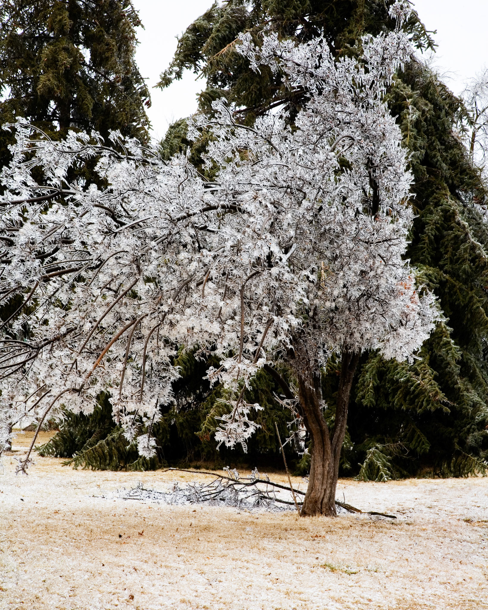 Springfield #4 : Missouri, January 2007