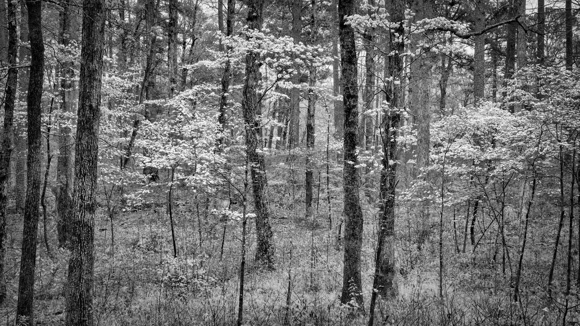 Ouachita National Forest #1 : Arkansas, April 2019