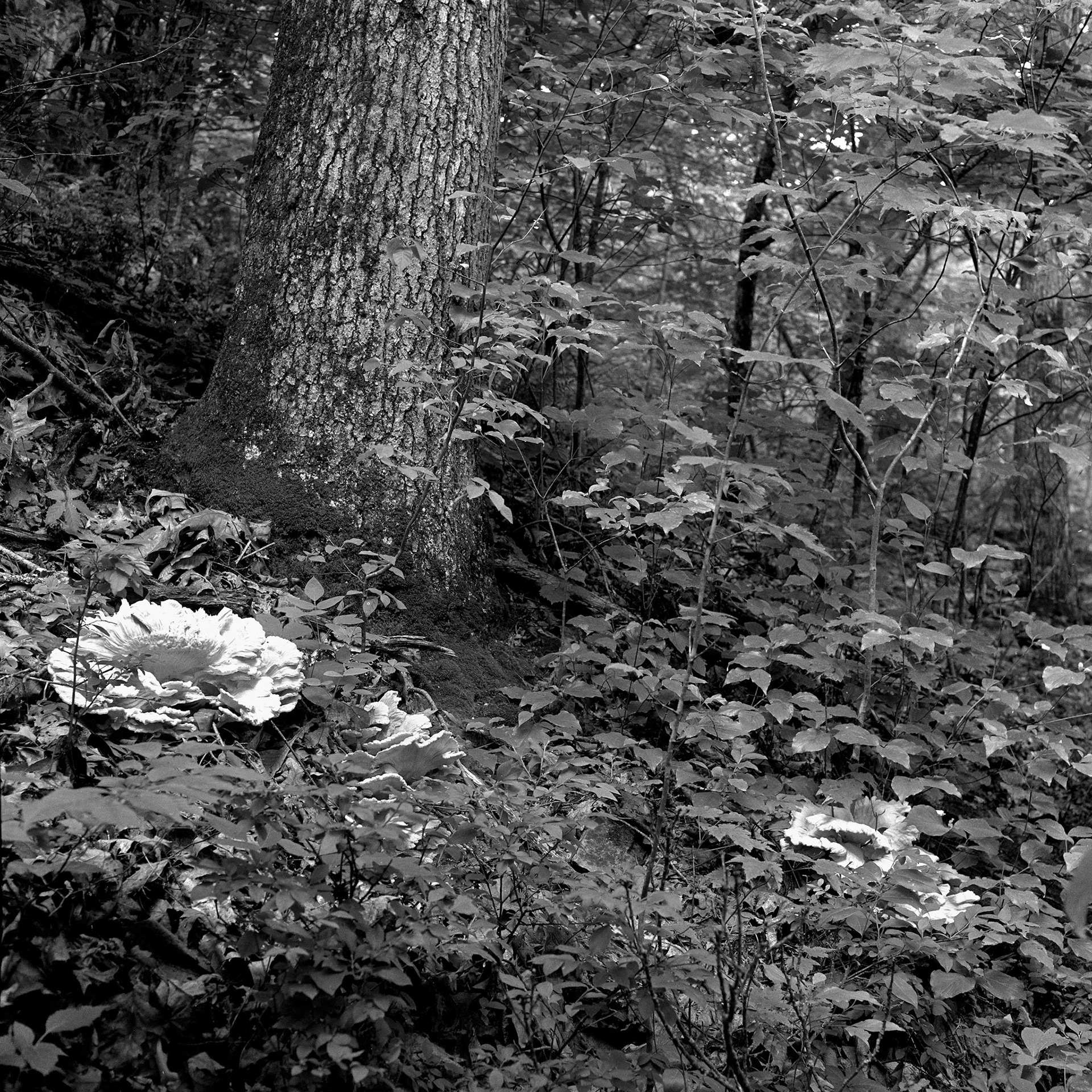 Devils Den #16 : Arkansas, June 1995