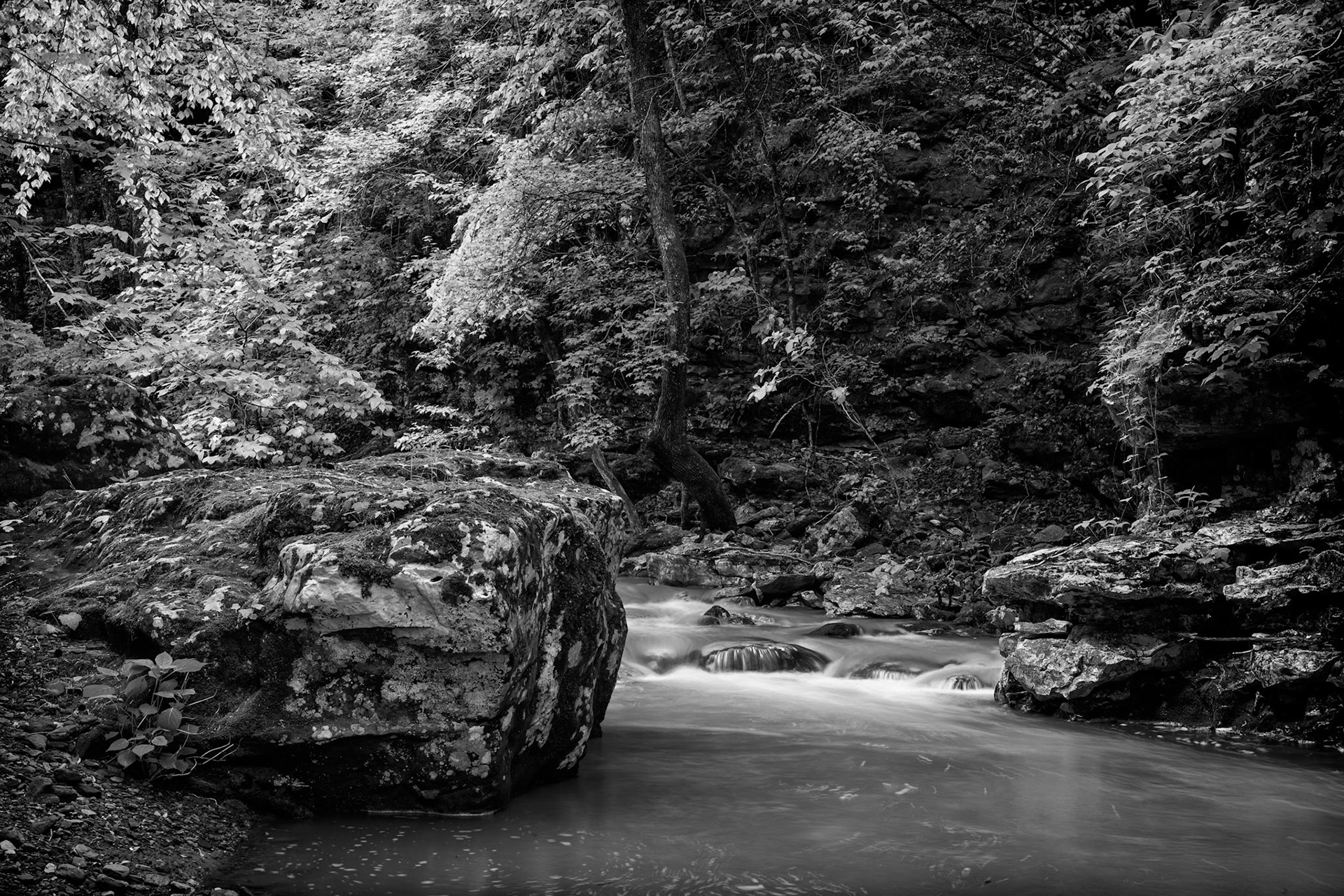 Smith Creek Preserve #9 : Arkansas, April 2016