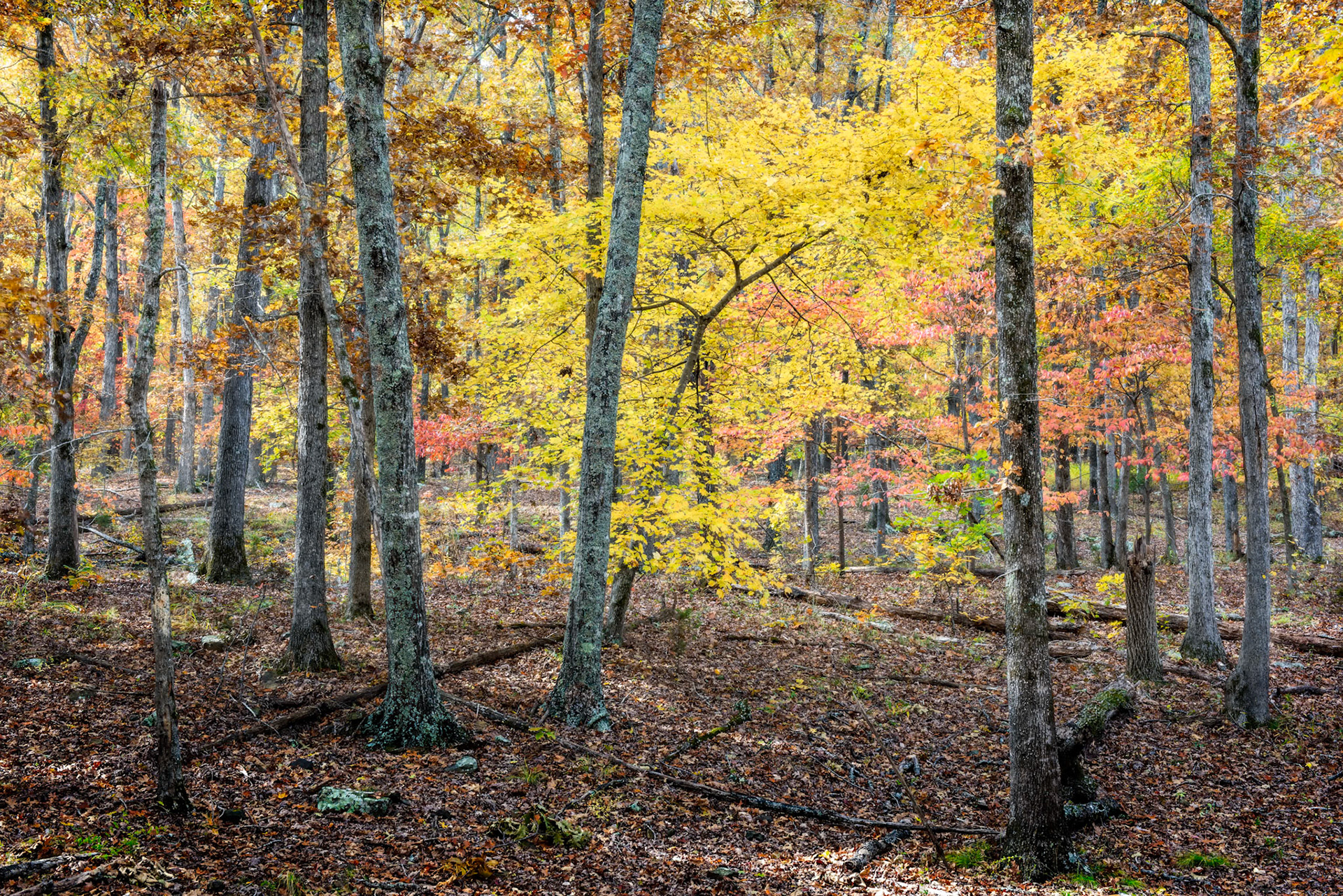 Devil's Den #9 : Arkansas, November 2017