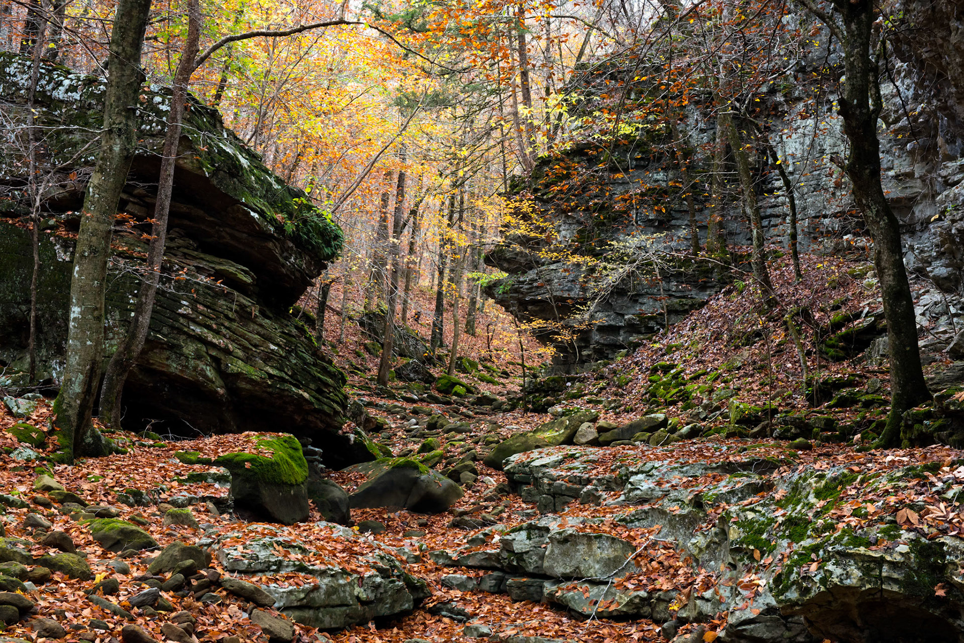 Smith Creek Preserve #1 : Arkansas, October 2015